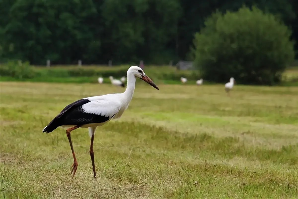 Bedden Boschdijk Eindhoven kopen | Kwaliteit en Comfort